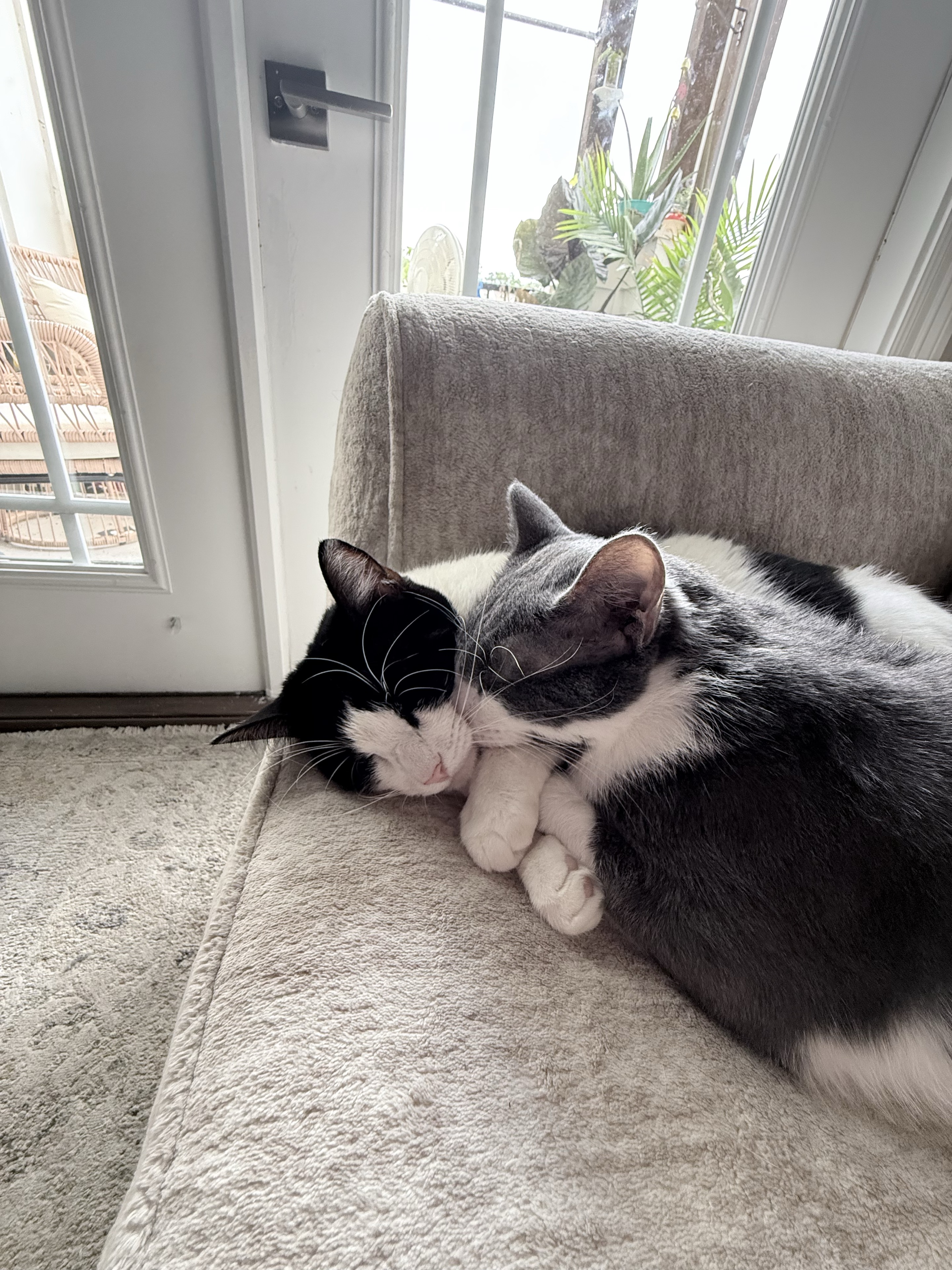 Kitty and Lil Man cuddling on a couch