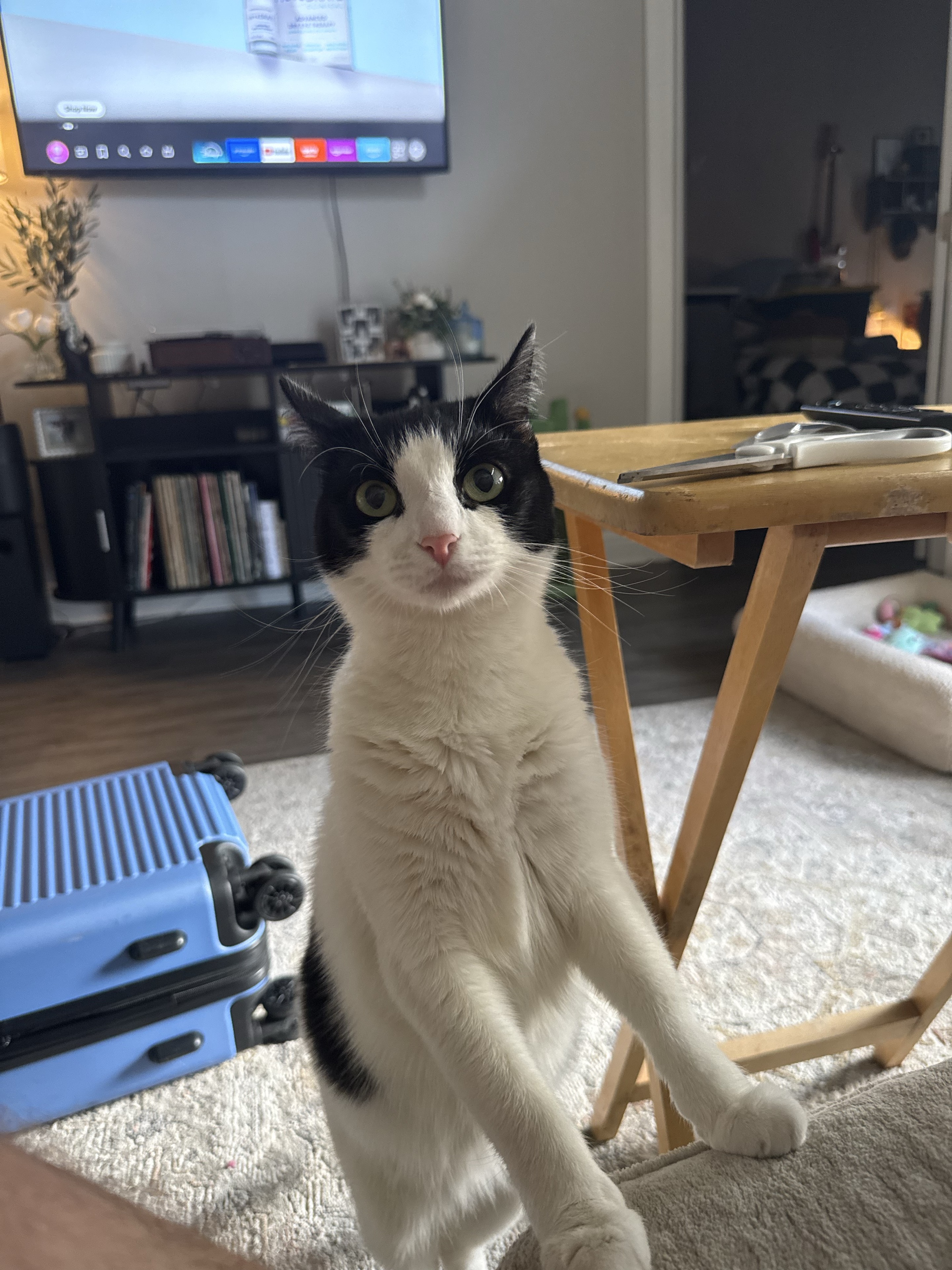Black-and-white cat looking at the camera