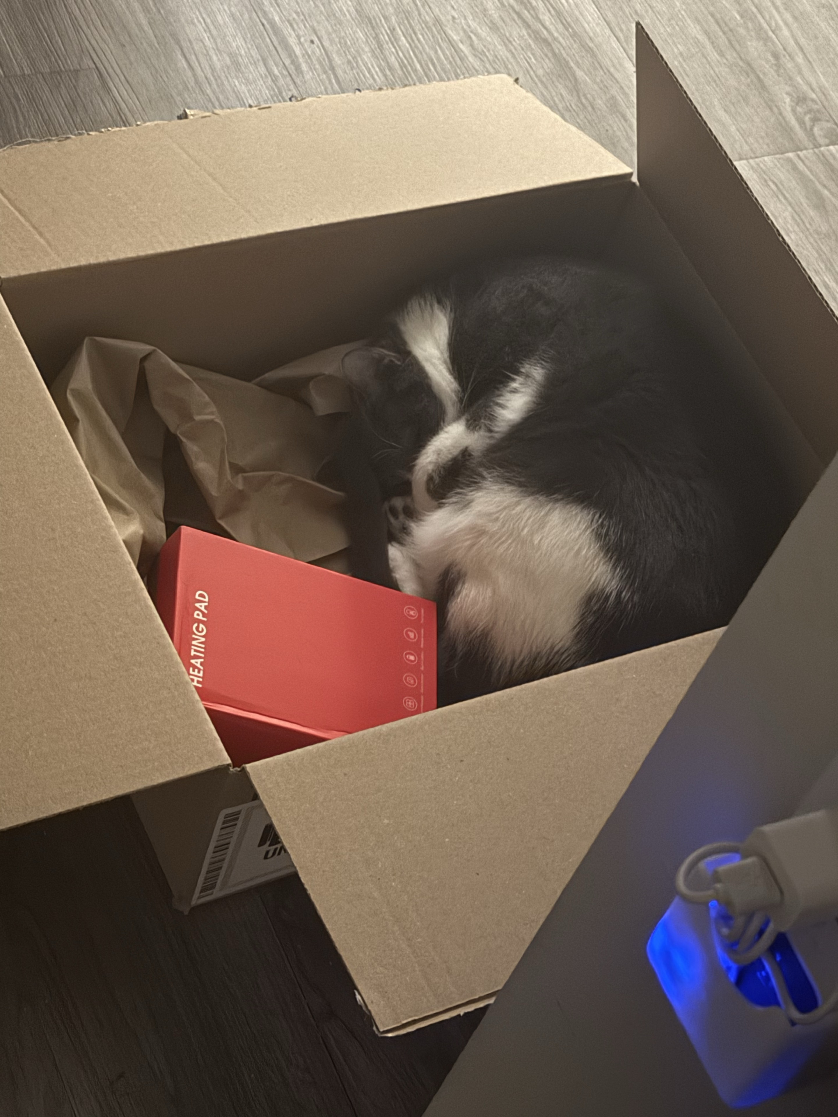 Black-and-white cat resting in a cardboard box