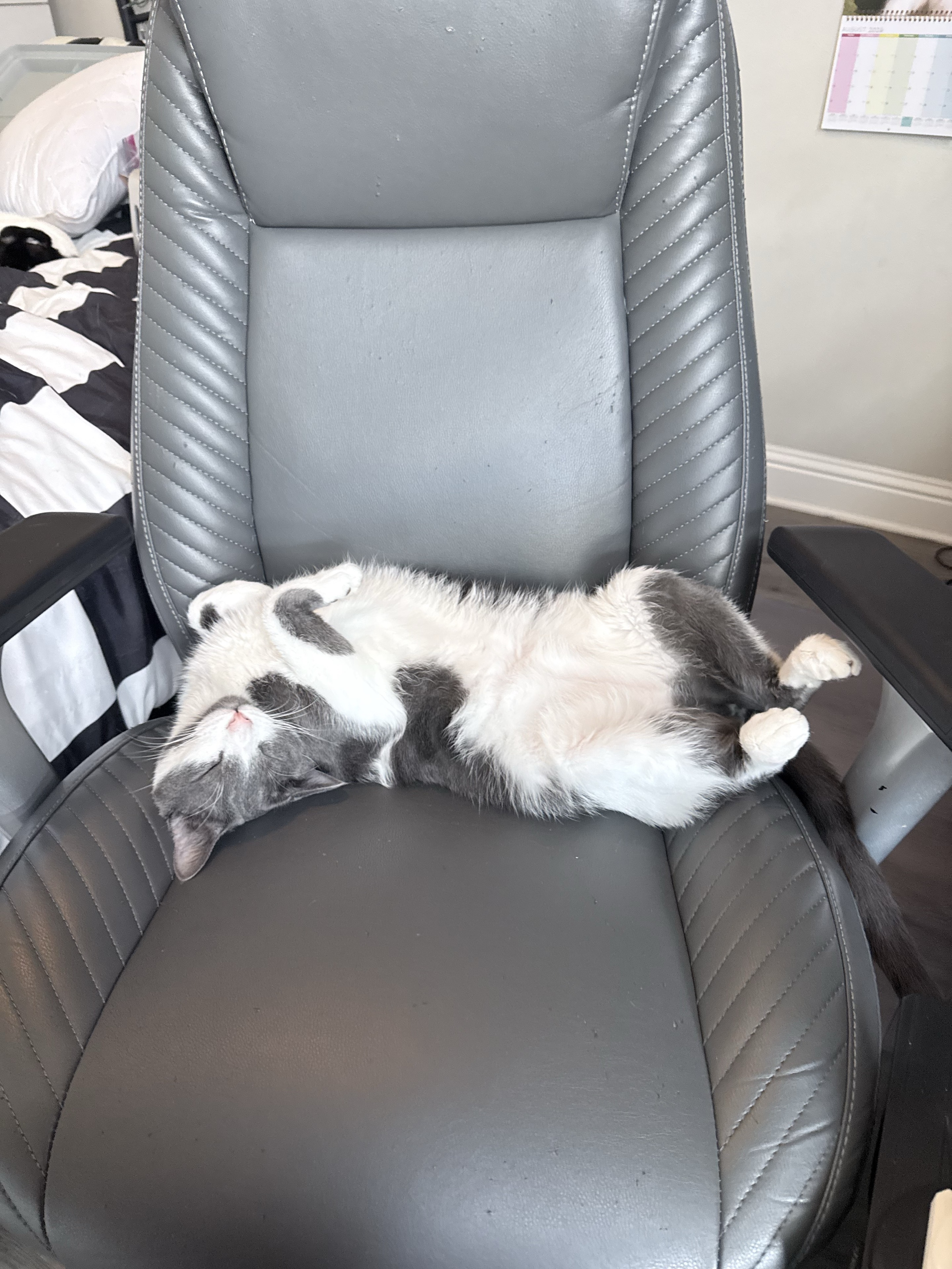 Black-and-white cat relaxing in a chair