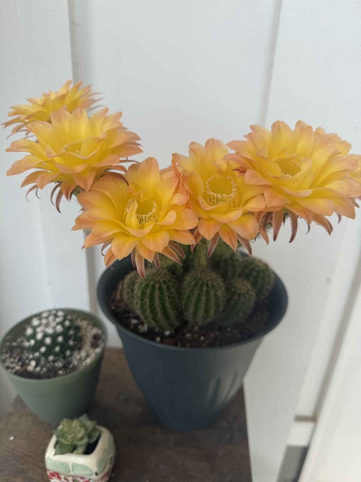 Yellow cactus flowers in bloom