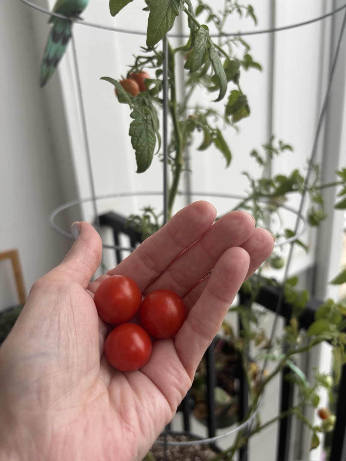 Cherry tomatoes grown in the garden