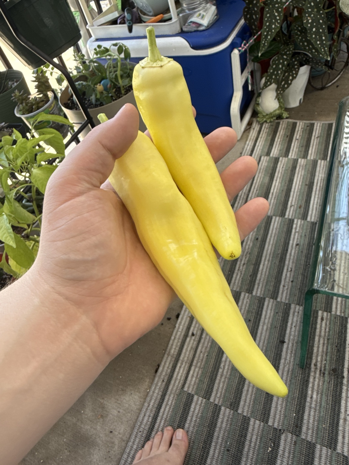 Yellow squash harvested from the garden